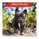 French Bulldog calendar
