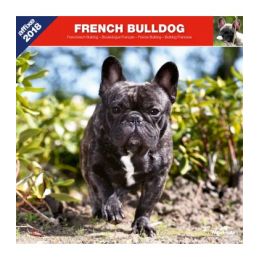 Calendrier Bouledogue Français