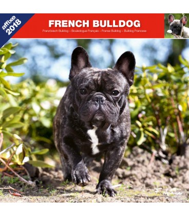 French Bulldog calendar