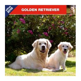 Golden Retriever calendar