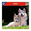 Husky calendar