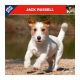 Calendrier Jack Russel Terrier