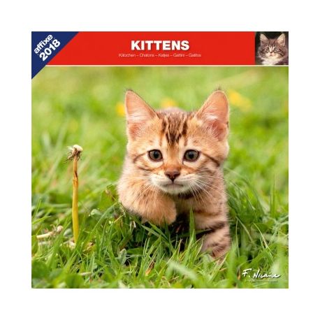 Kitten calendar