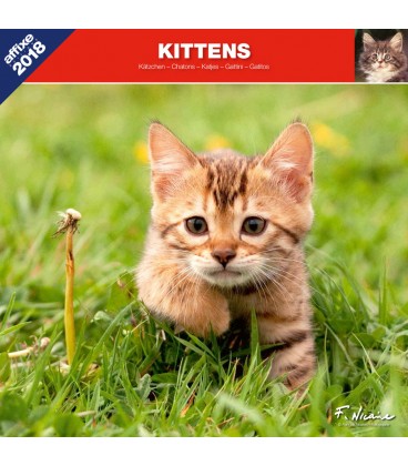 Kitten calendar