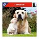 Labrador calendar