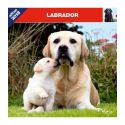 Labrador calendar
