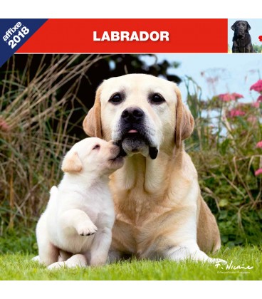 Calendrier Labrador