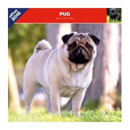 Pug calendar