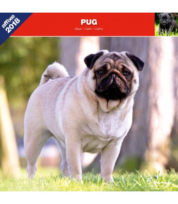 Pug calendar