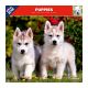 Calendrier Chiots