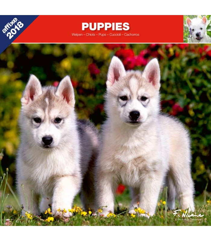 Puppies calendar