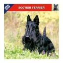 Scottish Terrier calendar