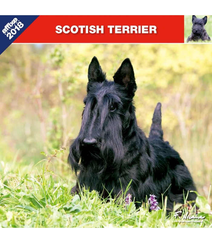 Calendrier Scottish Terrier
