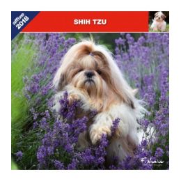 Shih-Tzu calendar