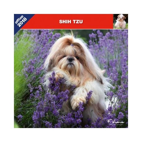 Shih-Tzu calendar