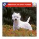 West Highland White Terrier calendar