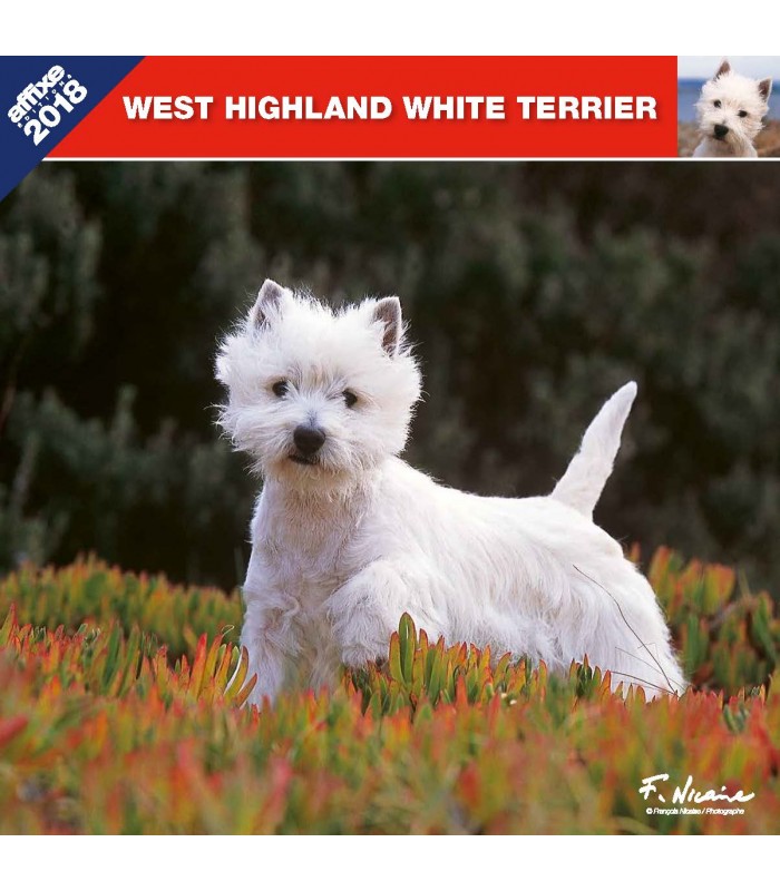 West Highland White Terrier calendar