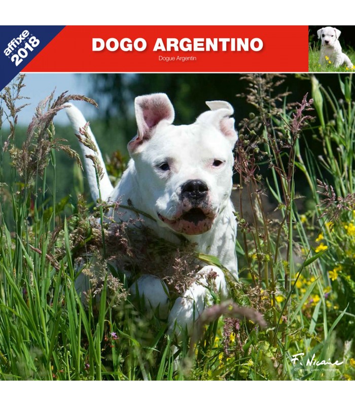 Dogo Argentino calendar