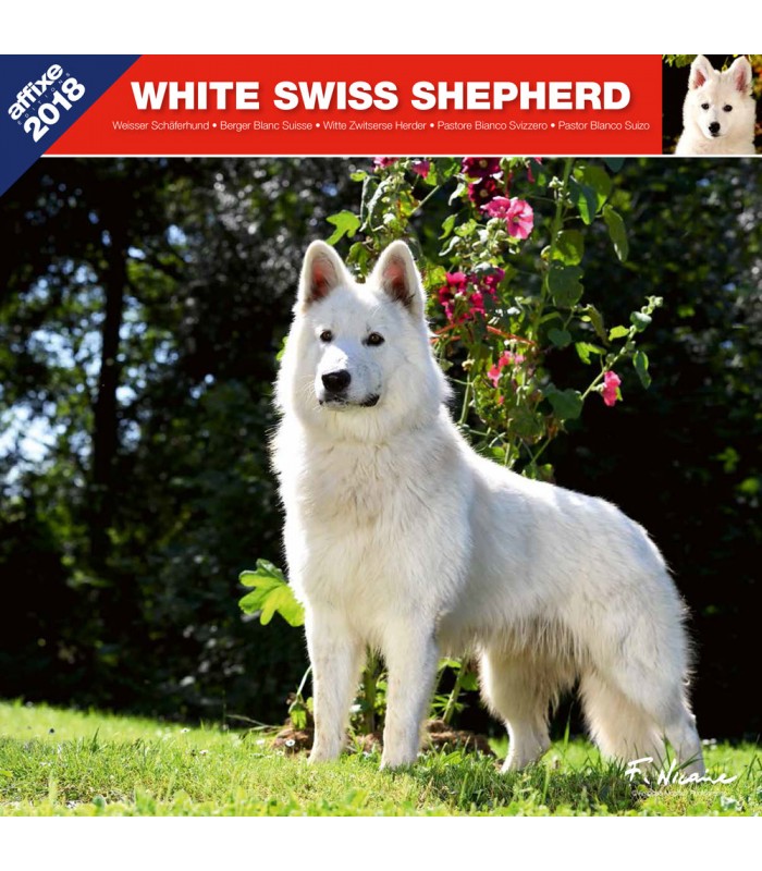White Swiss Shepherd calendar