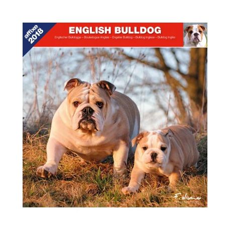 English Bulldog calendar