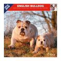 English Bulldog calendar