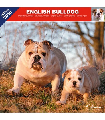 Calendrier English Bulldog