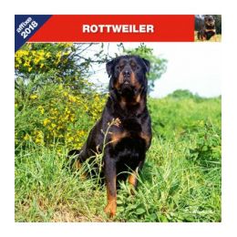 Rottweiler calendar