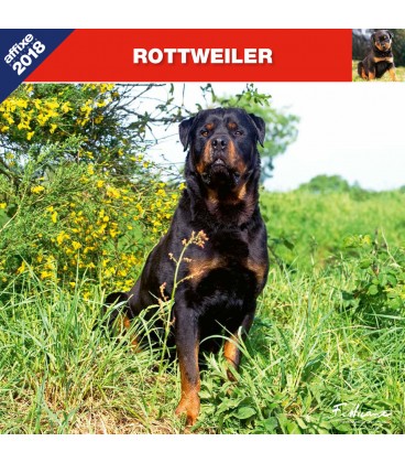 Rottweiler calendar