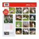Staffordshire Bull Terrier calendar