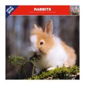 Rabbits calendar