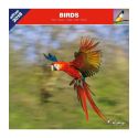 Birds calendar