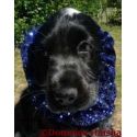 Snood - Protection for long ears - Night blue with sequins