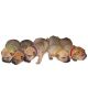 4 pups ID colliers pour chiots