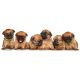 4 pups ID colliers pour chiots